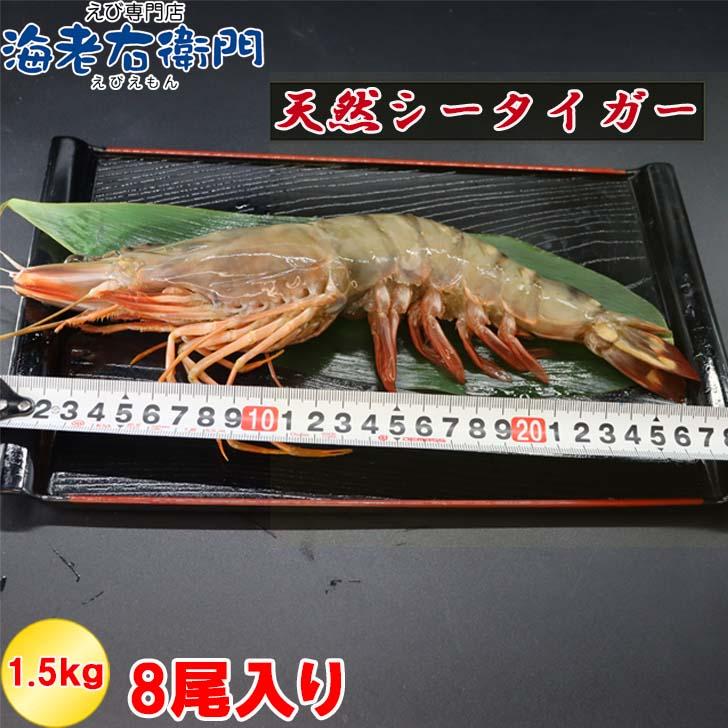 シータイガー 有頭 特大 冷凍エビ 超超特大 船内凍結の高い鮮度 エビ 天然有頭シータイガー 1.5kg 8尾サイズ 海老 冷凍えび 業務用 |  | 02