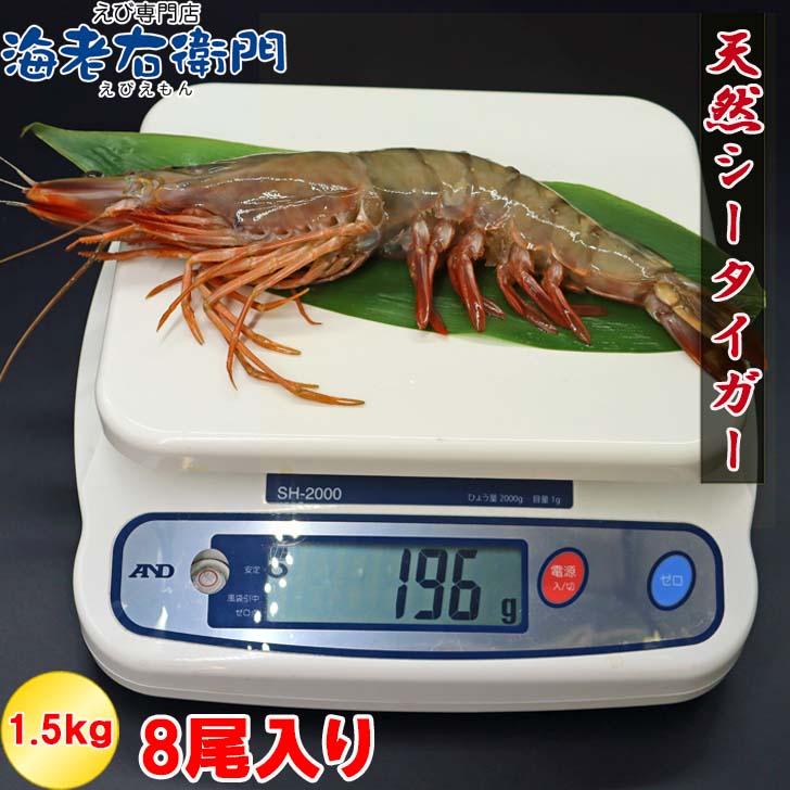 シータイガー 有頭 特大 冷凍エビ 超超特大 船内凍結の高い鮮度 エビ 天然有頭シータイガー 1.5kg 8尾サイズ 海老 冷凍えび 業務用 |  | 03