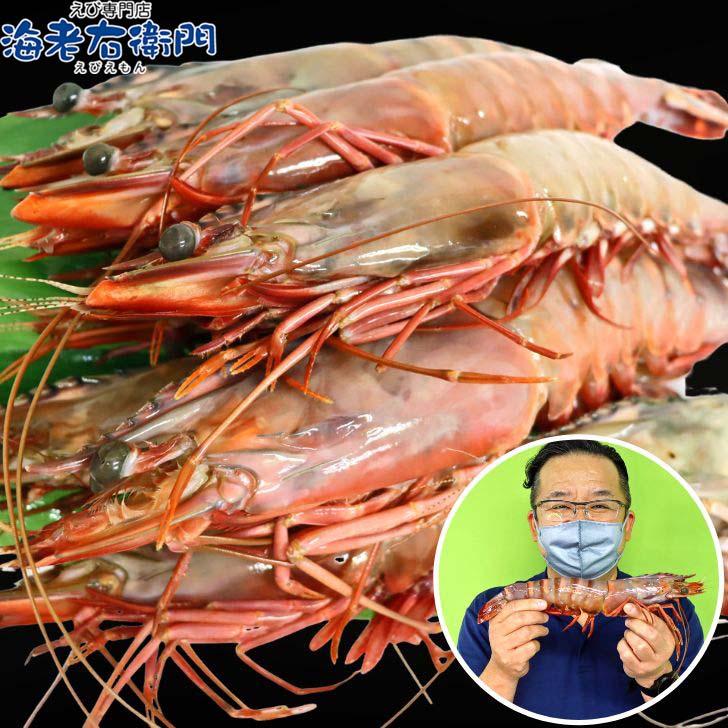 シータイガー 有頭 特大 冷凍エビ 超超特大 船内凍結の高い鮮度 エビ 天然有頭シータイガー 1.5kg 8尾サイズ 海老 冷凍えび 業務用 |  | 05