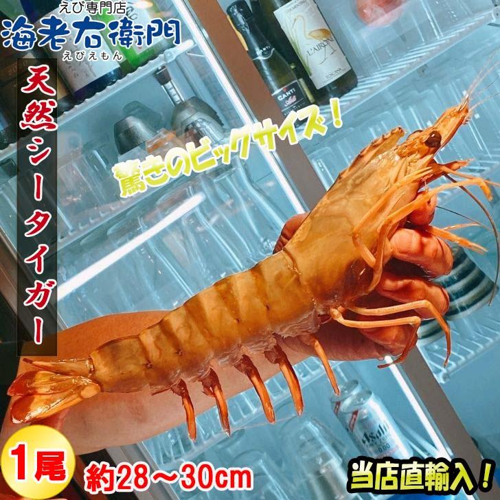 天然シータイガー海老 有頭海老 1尾約190g 超特大 冷凍えび 海老 冷凍 えび エビ BBQ エビフライ 天ぷら 塩焼き 個包装 新登場 |  | 17
