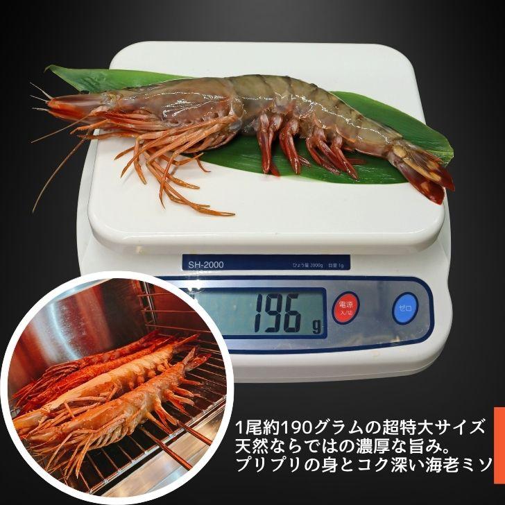 天然シータイガー海老 有頭海老 1尾約190g 超特大 冷凍えび 海老 冷凍 えび エビ BBQ エビフライ 天ぷら 塩焼き 個包装 新登場 |  | 05