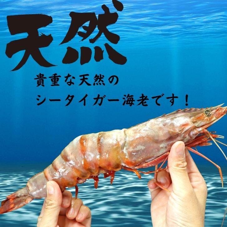 天然シータイガー海老 有頭海老 1尾約165g 超特大 冷凍えび 海老 冷凍 えび エビ BBQ エビフライ 天ぷら 塩焼き 個包装 新登場 |  | 16