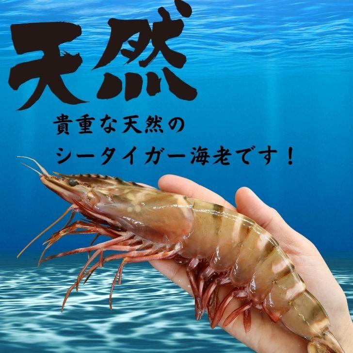 天然シータイガー海老 有頭海老 2尾入 1尾約115g 超特大 冷凍えび 個包装 BBQ エビフライ 天ぷら 塩焼き 新登場 |  | 15