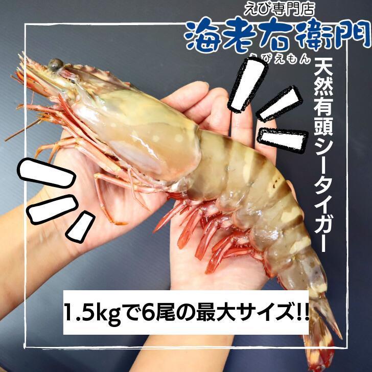 シータイガー 冷凍海老 特大 有頭 冷凍エビ 超特大 1.5kg 6尾 バングラデシュ産船凍結品 高い鮮度 天然有頭シータイガー 海老 エビ 大きい 冷凍えび 業務用 |  | 01
