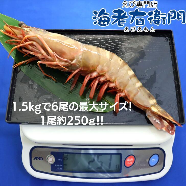 シータイガー 冷凍海老 特大 有頭 冷凍エビ 超特大 1.5kg 6尾 バングラデシュ産船凍結品 高い鮮度 天然有頭シータイガー 海老 エビ 大きい 冷凍えび 業務用 |  | 02