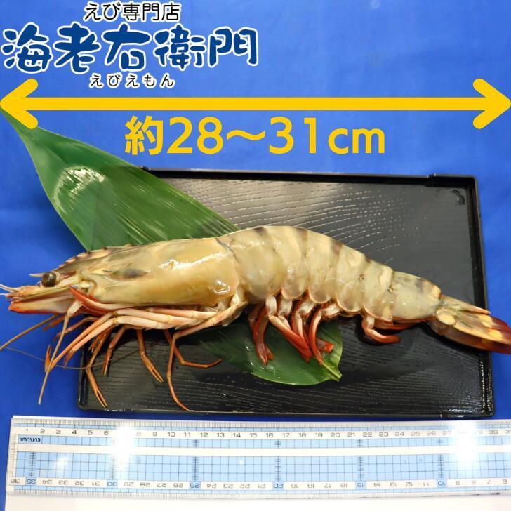 シータイガー 冷凍海老 特大 有頭 冷凍エビ 超特大 1.5kg 6尾 バングラデシュ産船凍結品 高い鮮度 天然有頭シータイガー 海老 エビ 大きい 冷凍えび 業務用 |  | 03