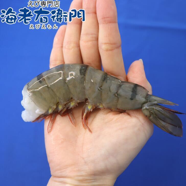超特大サイズ 約32〜48本入り 8/12サイズ 活〆ブラックタイガー 無頭えび 900g×2で1.8kg 900ｇ（約16-24尾）ずつ解凍できます！ 業務用 |  | 02
