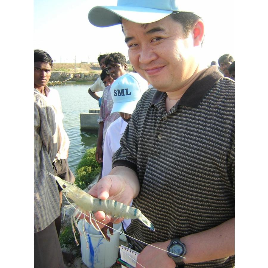 ブラックタイガー 特大サイズ 約58本入り 活〆ブラックタイガー 無頭えび 900g×2 1.8kg 13/15 冷凍えび 海老 エビフライ 美味しい海老 冷凍えび 業務用 |  | 05