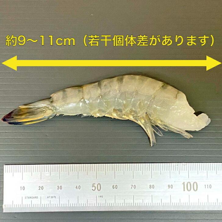 無頭えび 大盛り 約114本入り 活〆 ブラックタイガー 中サイズ 900g×2 冷凍えび 海老 エビ 業務用 |  | 03