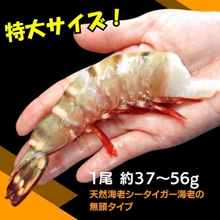 超特大 無頭シータイガー 8/12サイズ 約32〜48尾入り 天然えび 1.8kg 冷凍 海老 海鮮 BBQにも最適 特大 エビ 海老フライ 天ぷら 海鮮 焼き bbq食材  業務用 |  | 01