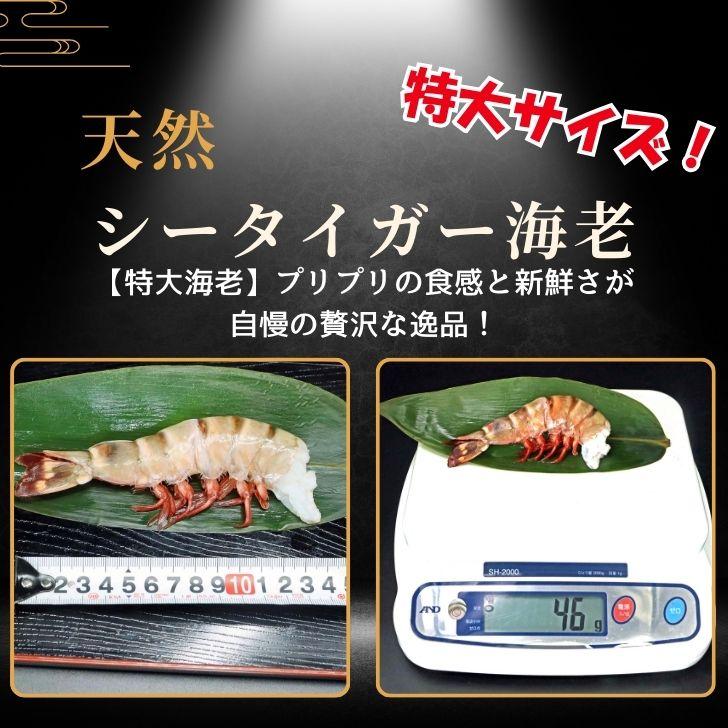 超特大 無頭シータイガー 8/12サイズ 約32〜48尾入り 天然えび 1.8kg 冷凍 海老 海鮮 BBQにも最適 特大 エビ 海老フライ 天ぷら 海鮮 焼き bbq食材  業務用 |  | 05