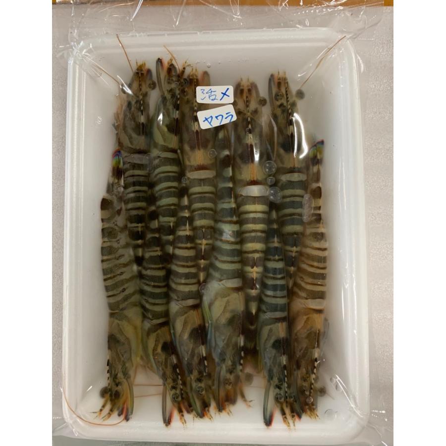 冷凍車海老 ヤワラ 約350ｇ B 2 えびますや 通販 Yahoo ショッピング