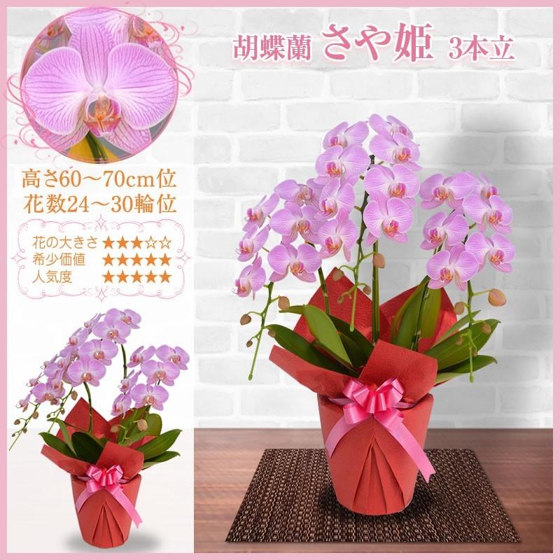 胡蝶蘭 お祝い 3本立ち 24 30輪 10 000円 税別 お祝い 胡蝶蘭 開店 花 還暦 開業 移転 就任 お供え 鉢花 母の日 プレゼント Ko Ya 胡蝶蘭専門 海老名洋蘭園 Yahoo 店 通販 Yahoo ショッピング