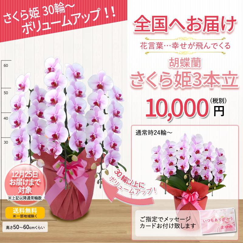 30輪〜【さくら姫ボリュームアップ中】12/25着まで。胡蝶蘭 10,000円