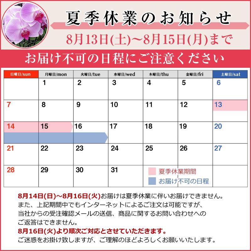 ポイント10倍 12 10まで 胡蝶蘭 お祝い 3本立ち 24 30輪 10 000円 税別 お祝い 胡蝶蘭 開店 花 還暦 開業 移転 就任 お供え 鉢花 お歳暮 Ko Ya 胡蝶蘭専門 海老名洋蘭園 Yahoo 店 通販 Yahoo ショッピング