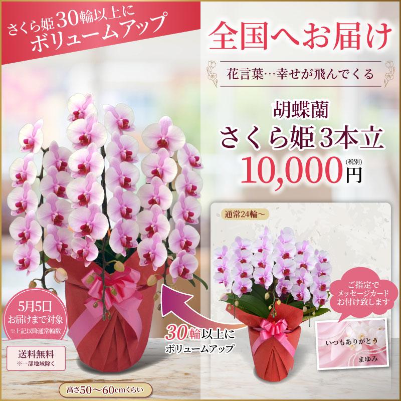 胡蝶蘭 お祝い 大輪 3本立(24〜30輪) 10,000円(税別)花 胡蝶蘭 開店 開院 開業 移転 お供え 母の日【ko】【ya】の画像