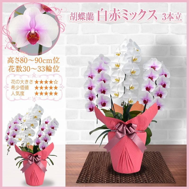 胡蝶蘭 お祝い 3本立ち 大輪(30〜33輪) 15000円(税別)花 胡蝶蘭 開店 開院 開業 移転 お供え 母の日【ko】【ya】の画像