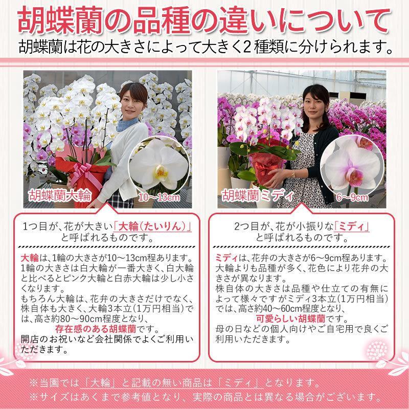 胡蝶蘭 お祝い 3本立ち 大輪(30〜33輪) 15000円(税別)花 胡蝶蘭 開店 開院 開業 移転 お供え 母の日【ko】【ya】の画像