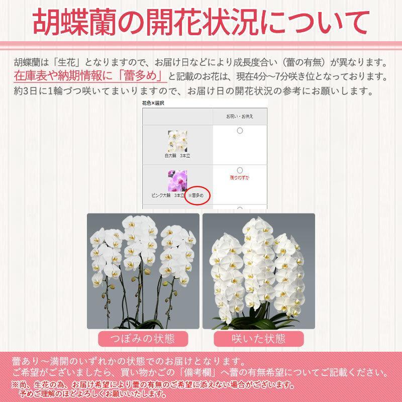 胡蝶蘭 お祝い 3本立ち 大輪(30〜33輪) 15000円(税別)花 開店 開院