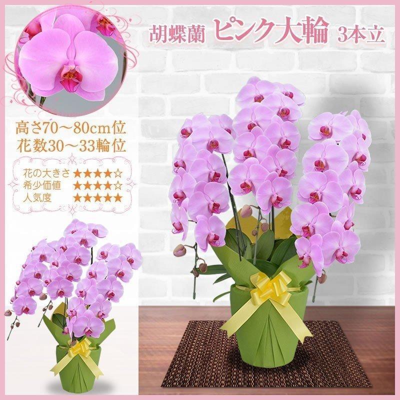 胡蝶蘭 お祝い 3本立ち 大輪(30〜33輪) 15000円(税別)花 胡蝶蘭 開店 開院 開業 移転 お供え 母の日【ko】【ya】の画像