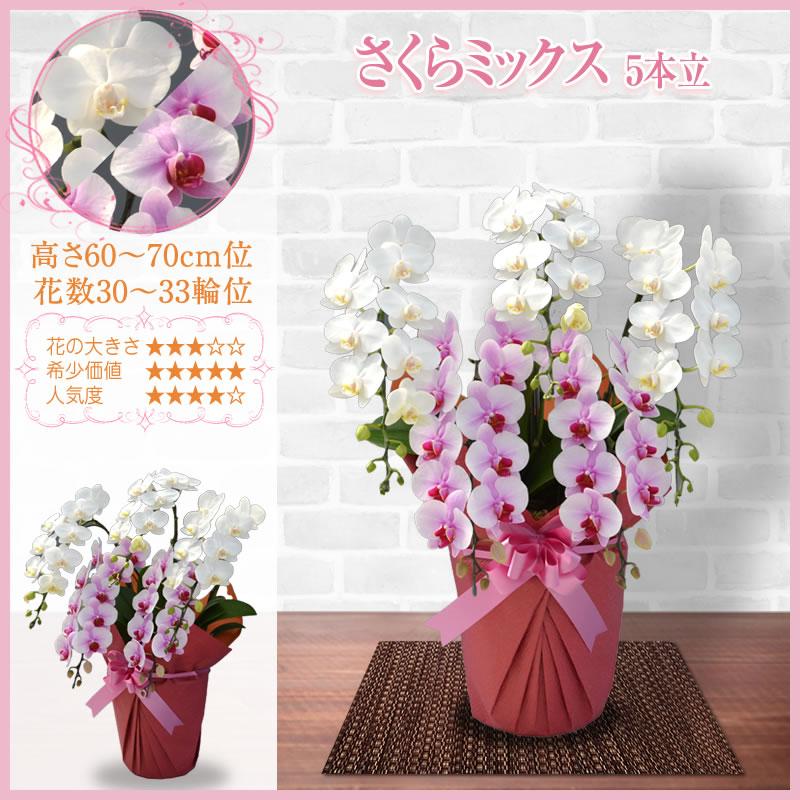 胡蝶蘭 お祝い 3本立ち 大輪(30〜33輪) 15000円(税別)花 胡蝶蘭 開店 開院 開業 移転 お供え 母の日【ko】【ya】の画像