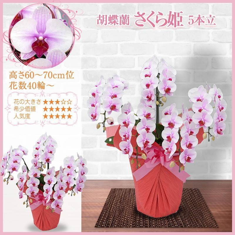 胡蝶蘭 お祝い 3本立ち 大輪(30〜33輪) 15000円(税別)花 胡蝶蘭 開店 開院 開業 移転 お供え 母の日【ko】【ya】の画像