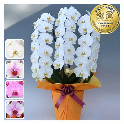 胡蝶蘭 お祝い 3本立 大輪(33〜36輪) 20000円(税別)花 胡蝶蘭 開店 開院 開業 お供え【ko】【ya】【2up】 | 