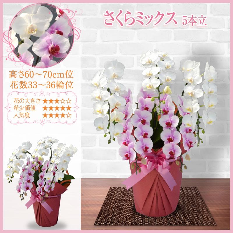 胡蝶蘭 お祝い 3本立 大輪(33〜36輪) 20000円(税別)花 胡蝶蘭 開店 開院 開業 お供え【ko】【ya】【2up】 |  | 22