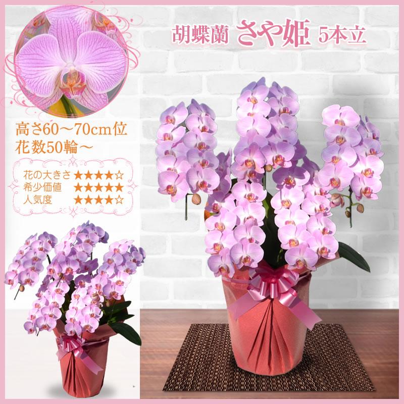 胡蝶蘭 お祝い 3本立 大輪(33〜36輪) 20000円(税別)花 胡蝶蘭 開店 開院 開業 お供え【ko】【ya】【2up】 |  | 23