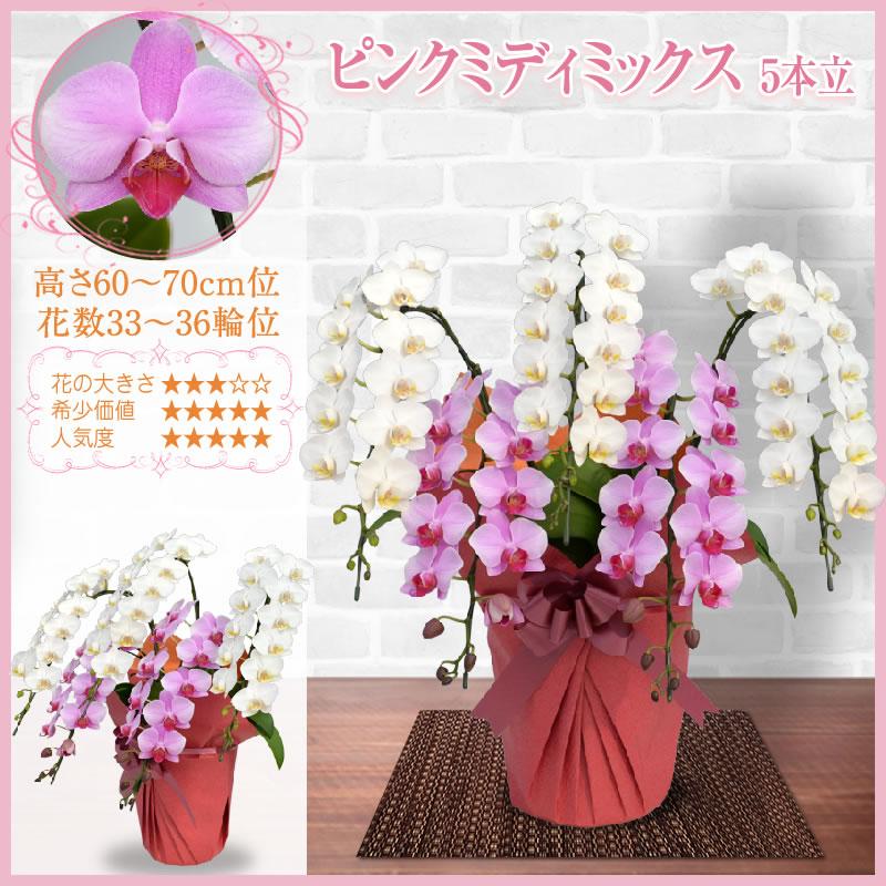 胡蝶蘭 お祝い 3本立 大輪(33〜36輪) 20000円(税別)花 胡蝶蘭 開店 開院 開業 お供え【ko】【ya】【2up】 |  | 24