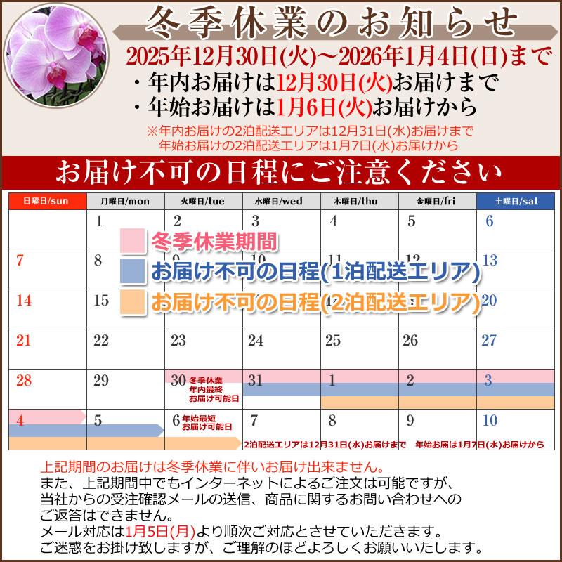 胡蝶蘭 お祝い 3本立 大輪(33〜36輪) 20000円(税別)花 胡蝶蘭 開店 開院 開業 お供え【ko】【ya】【2up】 |  | 26