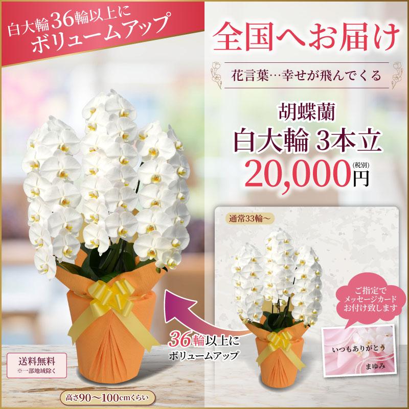 胡蝶蘭 お祝い 3本立 大輪(33〜36輪) 20000円(税別)花 開店 開院 開業