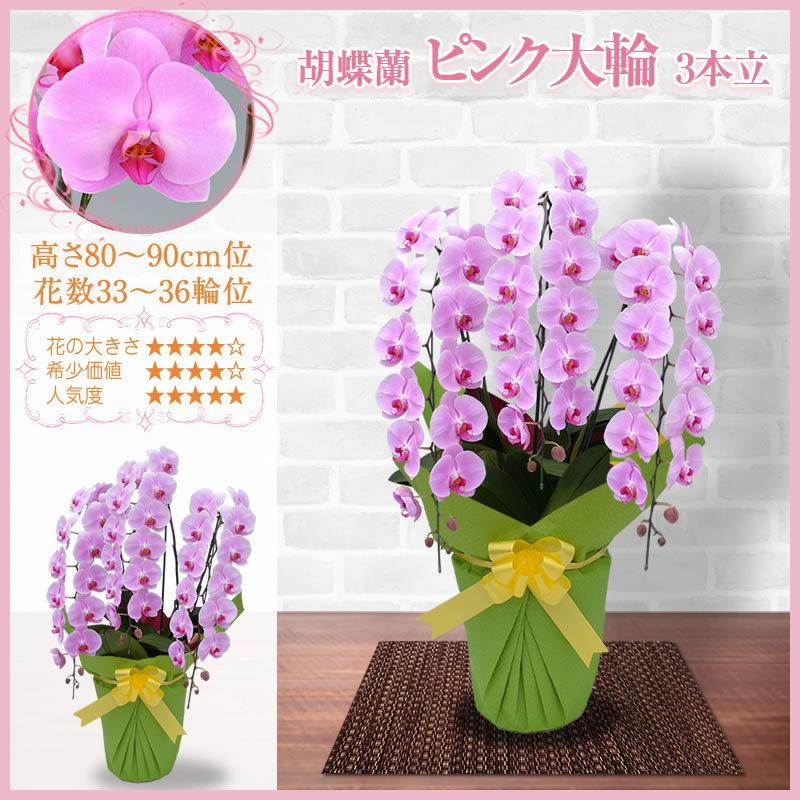 胡蝶蘭 お祝い 3本立 大輪(33〜36輪) 20000円(税別)花 胡蝶蘭 開店 開院 開業 お供え【ko】【ya】【2up】 |  | 10