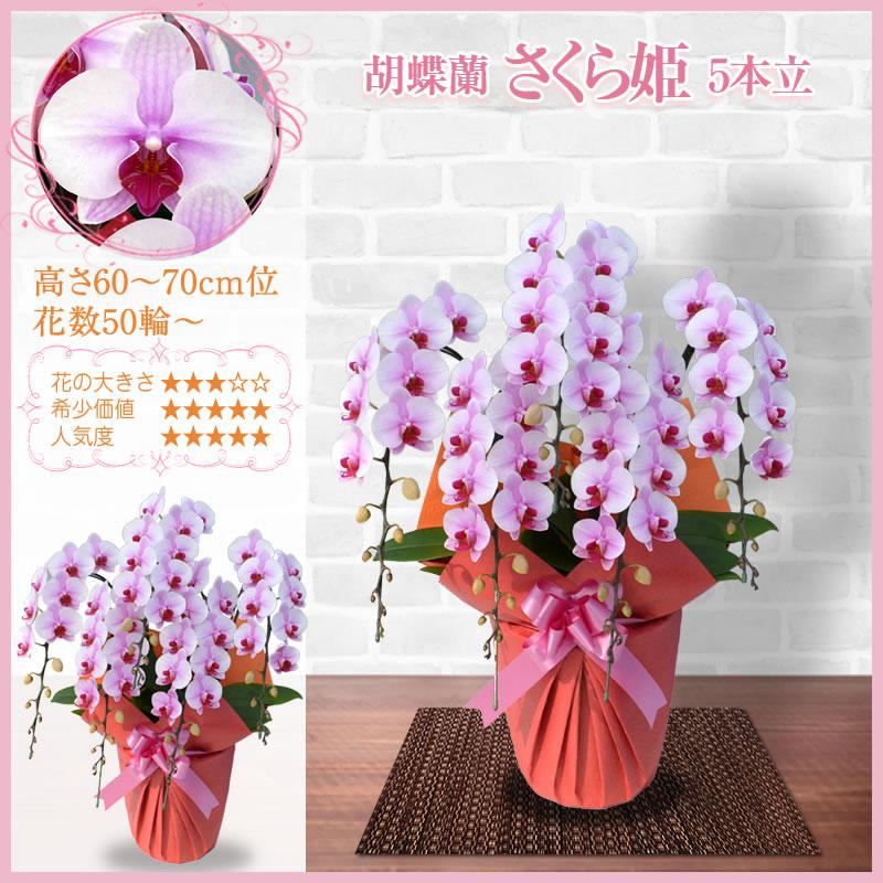 胡蝶蘭 お祝い 3本立 大輪(33〜36輪) 20000円(税別)花 胡蝶蘭 開店 開院 開業 お供え【ko】【ya】【2up】 |  | 12