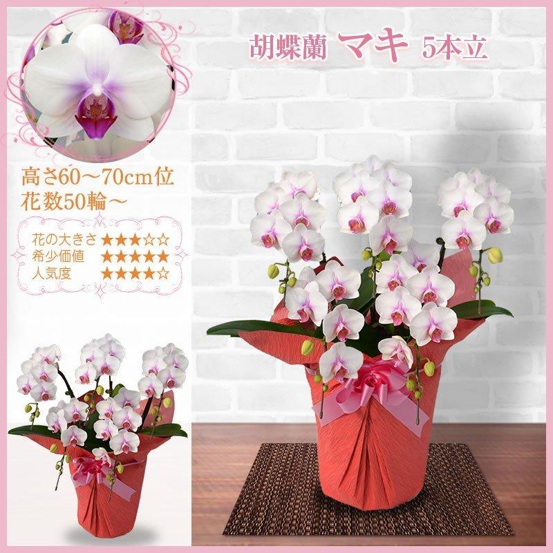 正規店仕入れの ポイント10倍 胡蝶蘭 お祝い 3本立 大輪 33 36輪 000円 税別 お祝い 胡蝶蘭 開店 花 開業 移転 就任 お供え 鉢花 母の日 プレゼント Ko Ya 2up 人気絶頂 Farmaequiposgeko Cl