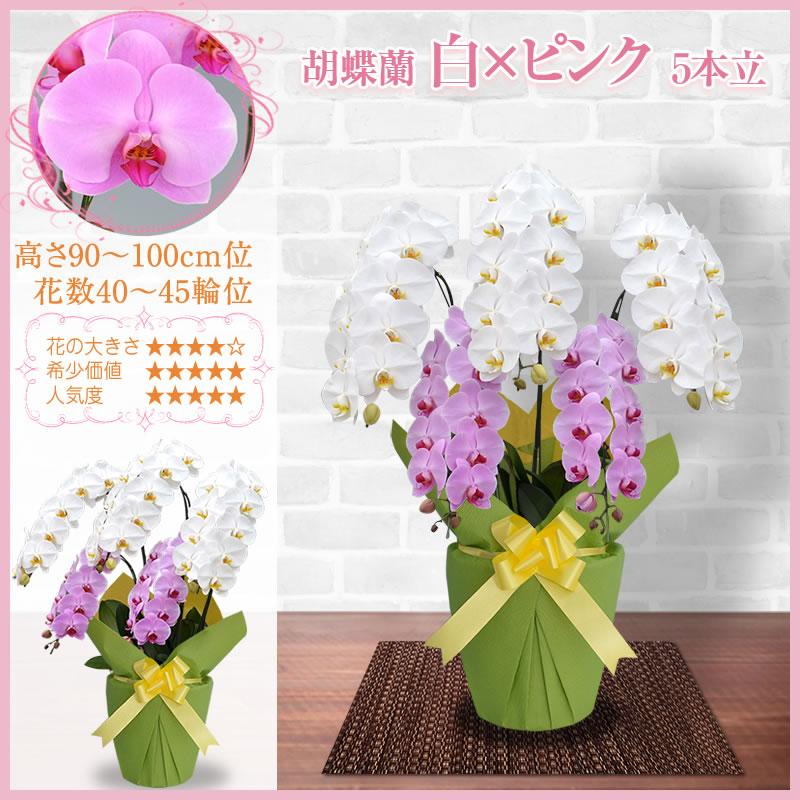 胡蝶蘭 お祝い 3本立ち、5本立ち 大輪(40〜45輪) 30000円(税別)花 開店