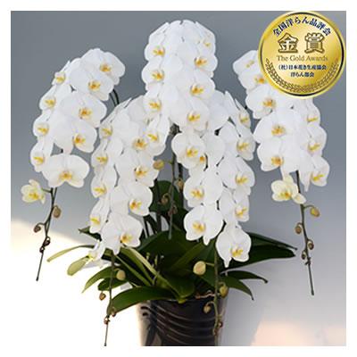 胡蝶蘭 お祝い 3〜5本立ち 大輪(50〜60輪) 40000円(税別)花 開店 開院