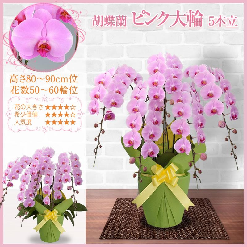 胡蝶蘭 お祝い 3〜5本立ち 大輪(50〜60輪) 40000円(税別)花 開店