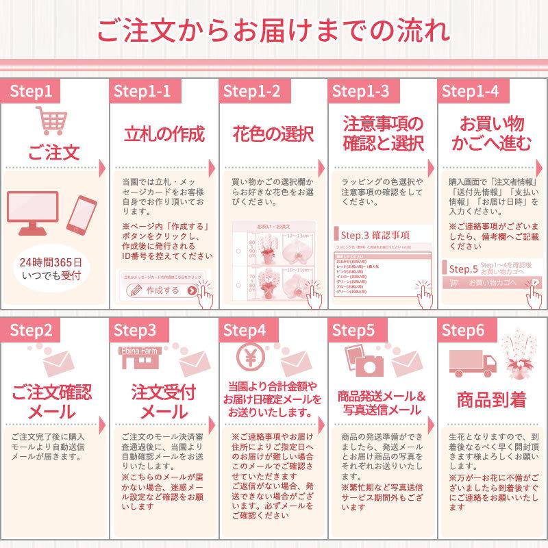 胡蝶蘭 お祝い 3本立ち 大輪(27〜30輪) 13000円(税別)花 胡蝶蘭 開店 開院 開業 移転 お供え 母の日【ko】【ya】の画像