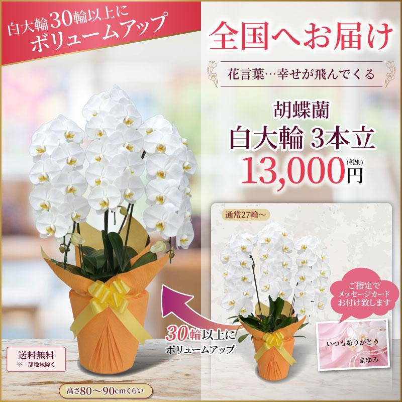 胡蝶蘭 お祝い 3本立ち 大輪(27〜30輪) 13000円(税別)花 開店 開院
