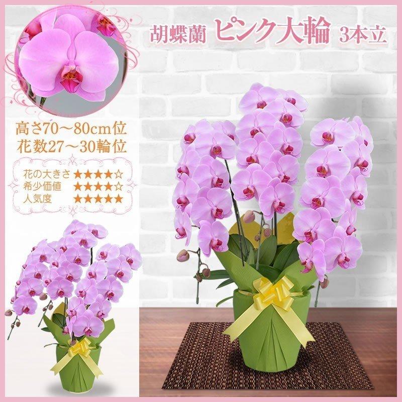 胡蝶蘭 お祝い 3本立ち 大輪(27〜30輪) 13000円(税別)花 胡蝶蘭 開店 開院 開業 移転 お供え 母の日【ko】【ya】の画像