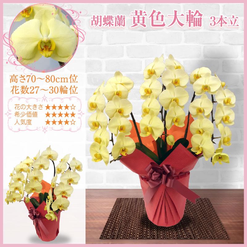 胡蝶蘭 お祝い 3本立ち 大輪(27〜30輪) 13000円(税別)花 開店 開院