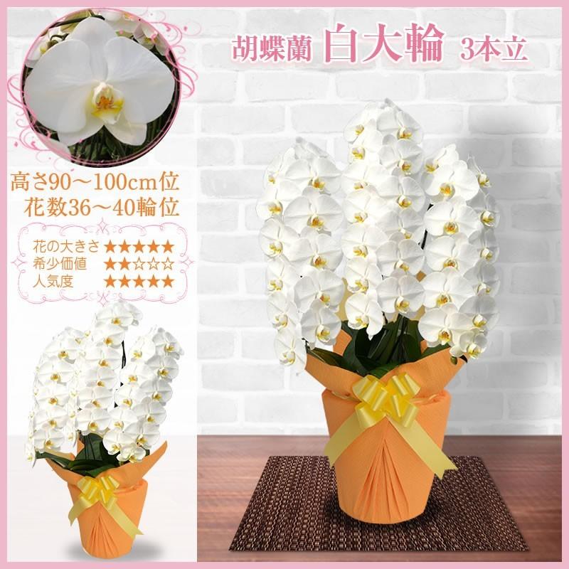 胡蝶蘭 お祝い 3本立ち 大輪(36〜40輪) 25000円(税別)花 開店 開院