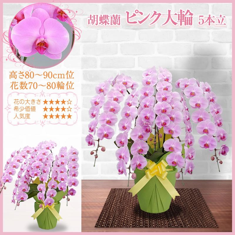 胡蝶蘭 お祝い 5〜10本立ち 大輪(70〜80輪) 60000円(税別)花 開店 開院