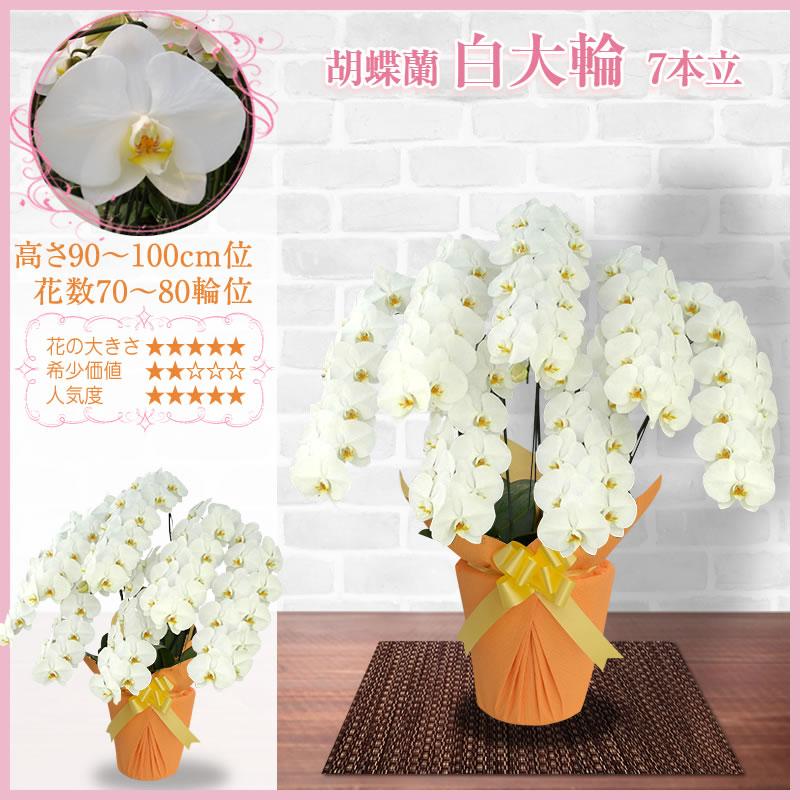 胡蝶蘭 お祝い 5〜10本立ち 大輪(70〜80輪) 60000円(税別)花 開店 開院
