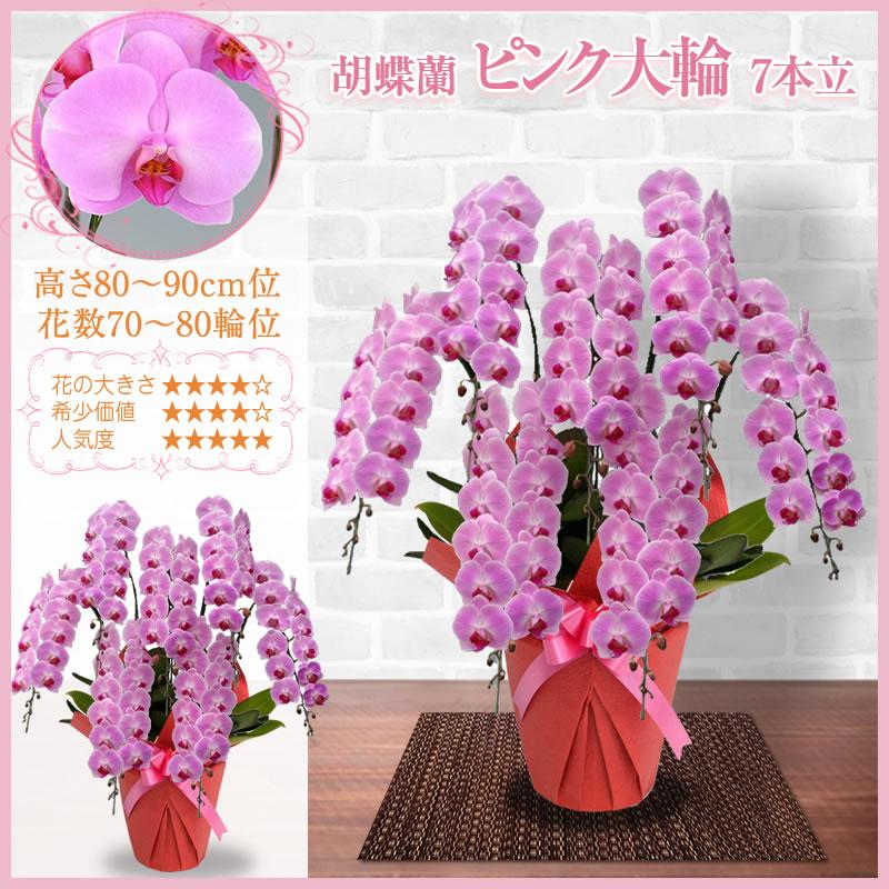 胡蝶蘭 お祝い 5〜10本立ち 大輪(70〜80輪) 60000円(税別)花 開店 開院