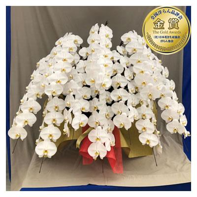 ポイント10倍 5 31まで 胡蝶蘭 お祝い 7 10本立ち 大輪 100 110輪 円 税別 お祝い 開店 年間000件の胡蝶蘭 コチョウラン を出荷 開店祝い 開業祝い 移転祝いやお供えなどの慶弔花の胡蝶蘭を お値段5000円からお届けしています 花 胡蝶蘭 開店 Sa