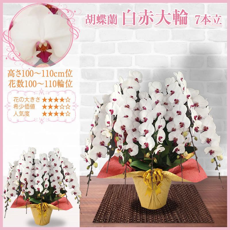 胡蝶蘭 お祝い 7〜10本立ち 大輪(100〜110輪) 100000円(税別)お祝い 花