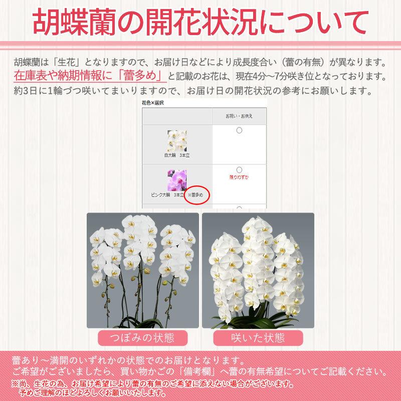 胡蝶蘭 お祝い 1 2本立 10 15輪 5000円 税別 お祝い 胡蝶蘭 開店 花 還暦 開業 移転 就任 お供え 鉢花 プレゼント お中元 敬老の日 お彼岸 Ko Ya 胡蝶蘭専門 海老名洋蘭園 Yahoo 店 通販 Yahoo ショッピング