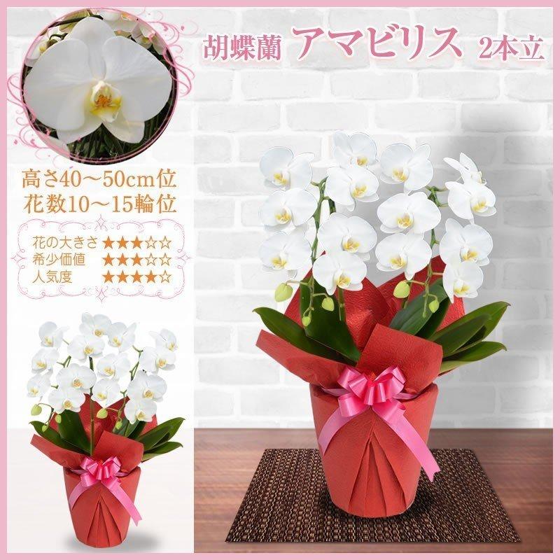 ポイント10倍 3 12まで 胡蝶蘭 お祝い 1 2本立 10 15輪 5400円 税別 お祝い 胡蝶蘭 開店 花 還暦 開業 移転 就任 お供え 鉢花 受賞祝い Ko Ya 胡蝶蘭専門 海老名洋蘭園 Yahoo 店 通販 Yahoo ショッピング